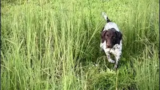Puppy Training | Navhda | Natural Ability