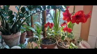 February 1, 2026-Our Weekly Walk in My Mobile Garden and Home