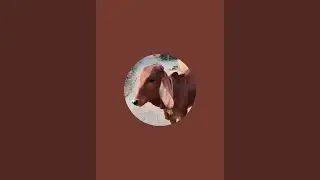 गोशाला गीर गाय  is live