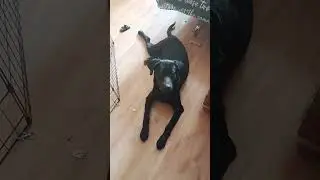 #юмор #я #лабрадор #funny #суперсобака #лабрадорретривер #шуточное #labrador #собакарубик #смейся