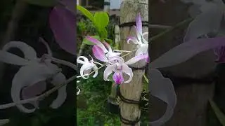 Dendrobium Caesar Jadul
