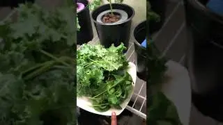 Picking my veggies from the grow closet #kratky #hydroponics #organic #kale #arugula