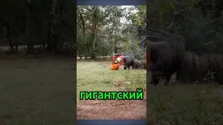 Хитрый обман муравьеда: две головы и ни одной лишней!