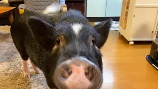 家中に響き渡るブタのハイトーンボイス
