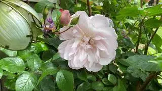 Evergreen rose | Rosa sempervirens | Free Footage for MOAH Members