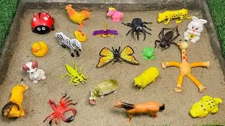 Learning Animal Names and Bug Insect for Kids | Duck, Giraffe, Ladybug, Bear, Butterfly