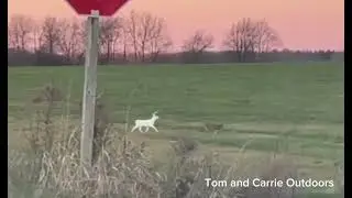 Big white buck dogging a doe