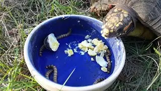 Redfoot tortoise being an omnivore.