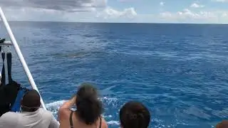 Whale shark sighting while parasailing in the Bahamas