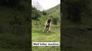 Kangal &ndash; The Wolf Killer: The Ultimate Guardian Dog You Need to Know!