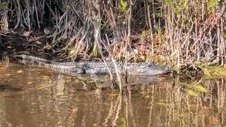 Green Heron Snatches Food & Walks in Water Right Past Small Alligator at Black Point Wildlife Drive!