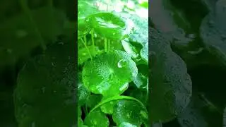 Beautiful Water Drops On Leaf Scenery | Water Drop Sound | Relax | #shorts