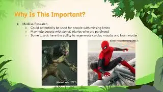 Lizard Tails and Regeneration