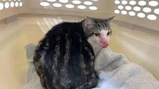 Thank you my dear friends for your thoughts and prayers and generous donations😻❤️🐾🙏🏼