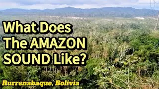COMPLETELY FULL OF BIRDS! What Does a HUGE Space Like This Sound Like? Amazon Rainforest, Bolivia.