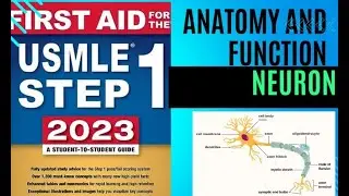 Neuron anatomy and function | Nervous system First Aid Lectures| Lec5 #drjamillectures