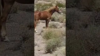 WILD HORSES OF THE MOJAVE DESERT #nature #americandesert #mojavedesert #wildhorses