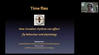 Time Flies: How circadian rhythms affect fly behaviour and physiology - Dr Sheeba Vasu
