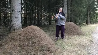 Kiku plays shakuhachi with ants, birds and the wind in the forest