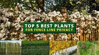 Top 5 Plants for Fence Line Privacy That Provide Extra Privacy 🌿🍃🌳
