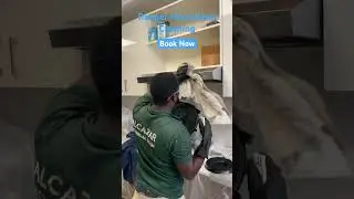 Ranger Hood deep cleaning in Dubai. Cooker hood cleaning, residential hood repair.