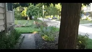 My (mostly) Native Plant Garden with Juglone & Salt Tolerant Plants (with names)
