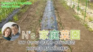 027 キャベツ・ひまわり・ロゼラの栽培 2022年04月16日の様子a