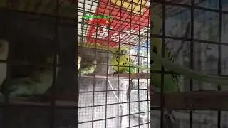 budgie perakeet Eating Spinach Stick 🍡, #vnatureclick_ #shorts #budgies #parakeet