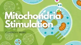 ♫ Mitochondria Stimulation ~ Melatonin + Frequencies ~ Classical Music