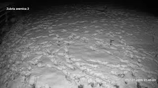 Zubria zvernica (cam213) 17.01.2026 o 01:50
