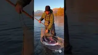 Ep. 388: Rainy Season Fishing - Catching Fish After Heavy | #WildRiverPOV #NatureShorts #AnimalWorld
