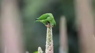 Vernal hanging parrot feeding on pearl millet seeds