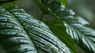 Tropical Rainforest Calm | Relaxing Rain Ambience for Deep Sleep