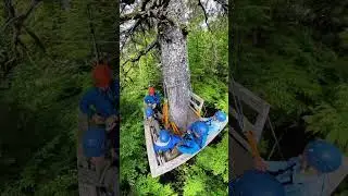 Ketchikan Zip Line Adventure Park!