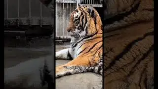 Look at the Tiger King's aggrieved little face.🐯🤣 #tiger #animals #cute #zoo