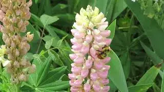 Lupins, Kitchener, Ontario