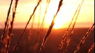 Wheat With View Of Sunset