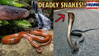 YOU WILL NOT BELIEVE WHAT HAPPENED!! (best herping ever?)