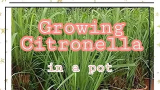 Growing Citronella in a Pot