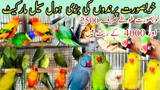 talking parrot Market| Ringneck Parrot rate Pakistan 2023| Yellow alexander, exotic,Rozela,Kackatoca