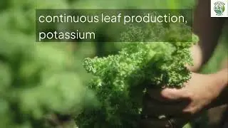 Kale in NFT Hydroponics