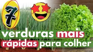 7 VERDURAS MAIS R&Aacute;PIDAS DA HORTA  PARA COLHER - COLHA EM 30 DIAS