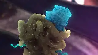 Incelligence Technology Video #2 | USANA Health Sciences