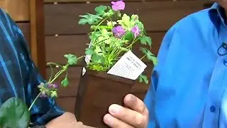 Growing without sun: Plants that are made for the shade