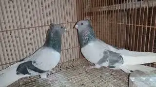 10 قصوص حمام غزار سكت نش 01121766360