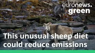 Seaweed-eating sheep could hold the key to reducing methane emissions