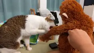 Cat Mimi doesn't like the Ikea orangutan