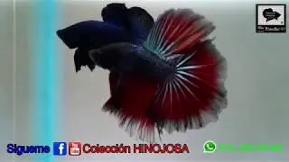 Pez Betta Splendens Media Luna