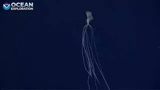 Big Fin Squid Okeanos 9 November 2021