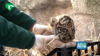 Roma, al Bioparco nasce una cucciola di tigre di Sumatra
